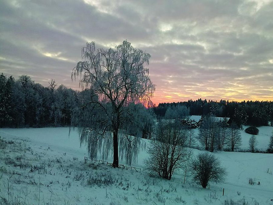 Drzewa i krzewy zimą. Na pierwszym planie brzoza.