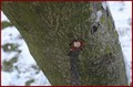 Kliknij aby obejrzec w pelnym rozmiarze 