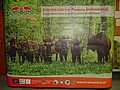 Kliknij aby obejrzec w pelnym rozmiarze 
